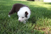 Sheldon, a male Australian Shepherd for sale in Fair Play, MO – 7 of 8