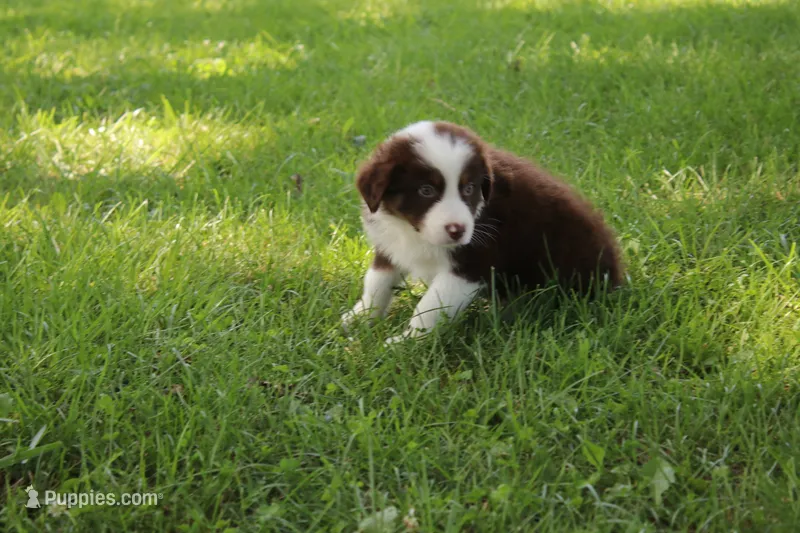 Serena – Australian Shepherd puppy for sale in Fair Play, MO