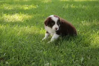 Serena, a female Australian Shepherd for sale in Fair Play, MO – 1 of 10