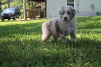 Sassy, a female Australian Shepherd for sale in Fair Play, MO – 4 of 6