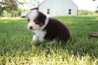 Sandy, a female Australian Shepherd for sale in Fair Play, MO – 5 of 8