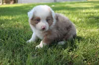 Sienna, a female Australian Shepherd for sale in Fair Play, MO – 2 of 4