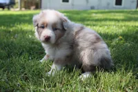 Sassy, a female Australian Shepherd for sale in Fair Play, MO – 6 of 6