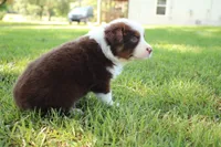 Serena, a female Australian Shepherd for sale in Fair Play, MO – 2 of 6