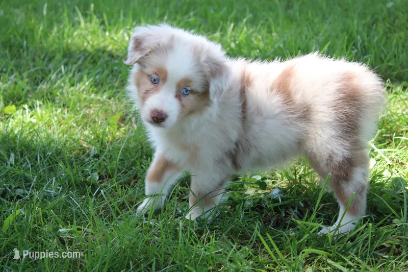 Sassy – Australian Shepherd puppy for sale in Fair Play, MO