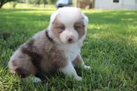 Sienna, a female Australian Shepherd for sale in Fair Play, MO – 4 of 4