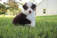 Sandy, a female Australian Shepherd for sale in Fair Play, MO – 7 of 8