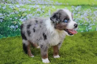 Loki, a male Australian Shepherd for sale in Fair Play, MO – 3 of 5