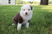 Sheldon, a male Australian Shepherd for sale in Fair Play, MO – 6 of 8