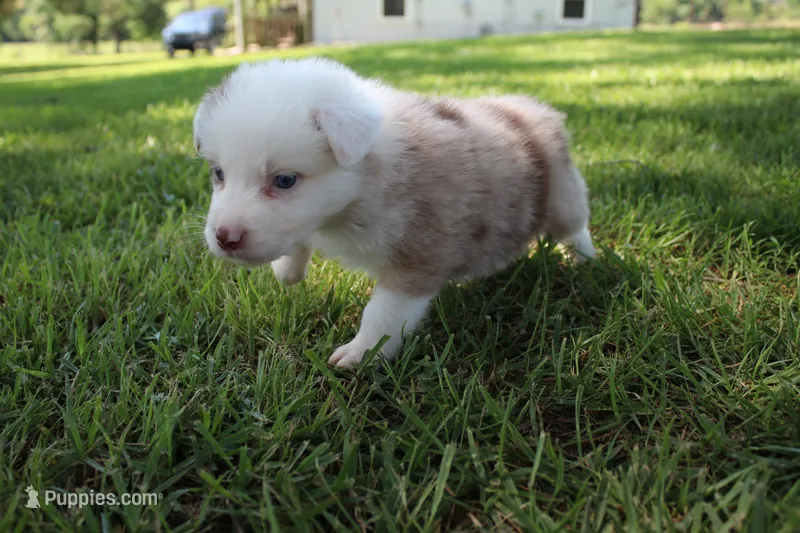 Simone – Australian Shepherd puppy for sale in Fair Play, MO