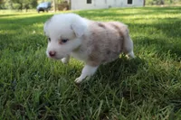 Simone, a female Australian Shepherd for sale in Fair Play, MO – 1 of 3
