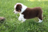 Sandy, a female Australian Shepherd for sale in Fair Play, MO – 4 of 5