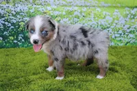 Loki, a male Australian Shepherd for sale in Fair Play, MO – 4 of 5