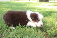Sandy, a female Australian Shepherd for sale in Fair Play, MO – 8 of 8