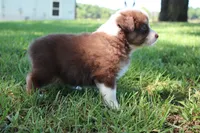 Sasha, a female Australian Shepherd for sale in Fair Play, MO – 2 of 3