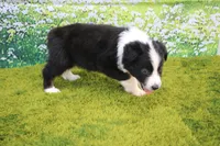 Levi, a male Australian Shepherd for sale in Fair Play, MO – 3 of 3