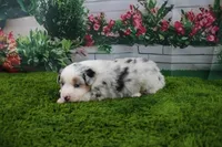 Deacon, a male Australian Shepherd for sale in Fair Play, MO – Photo 3 of 10