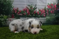 Deacon, a male Australian Shepherd for sale in Fair Play, MO – Photo 1 of 10