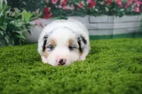 Deacon, a male Australian Shepherd for sale in Fair Play, MO – Photo 2 of 10