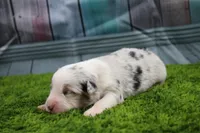 Deacon, a male Australian Shepherd for sale in Fair Play, MO – Photo 2 of 6