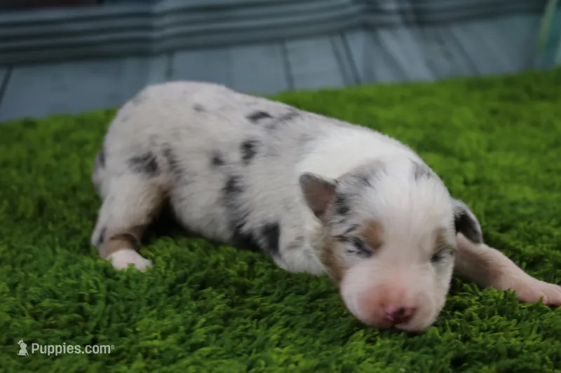 Deacon – Australian Shepherd puppy for sale in Fair Play, MO