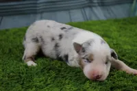 Deacon, a male Australian Shepherd for sale in Fair Play, MO – Photo 1 of 6