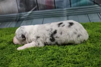 Deacon, a male Australian Shepherd for sale in Fair Play, MO – Photo 4 of 6