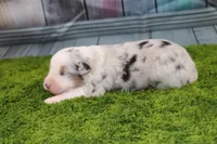 Deacon, a male Australian Shepherd for sale in Fair Play, MO – Photo 6 of 6