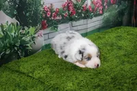Deacon, a male Australian Shepherd for sale in Fair Play, MO – Photo 4 of 10