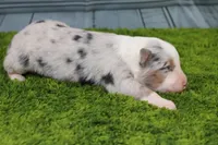 Deacon, a male Australian Shepherd for sale in Fair Play, MO – Photo 5 of 6