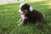 Smith, a male Australian Shepherd for sale in Fair Play, MO – 4 of 10