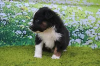 Leo, a male Australian Shepherd for sale in Fair Play, MO – 4 of 5