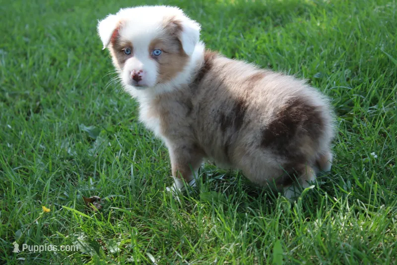 Sienna – Australian Shepherd puppy for sale in Fair Play, MO