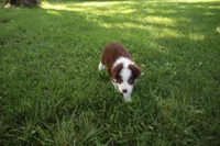 Sandy, a female Australian Shepherd for sale in Fair Play, MO – 2 of 5
