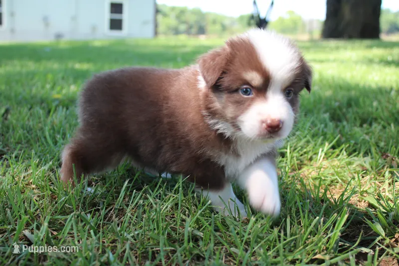 Sasha – Australian Shepherd puppy for sale in Fair Play, MO