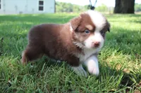Sasha, a female Australian Shepherd for sale in Fair Play, MO – 1 of 3