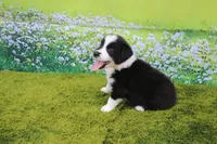 Lucky, a male Australian Shepherd for sale in Fair Play, MO – 2 of 7