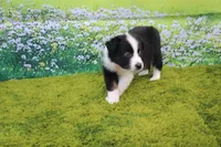 Louie, a male Australian Shepherd for sale in Fair Play, MO – 6 of 6