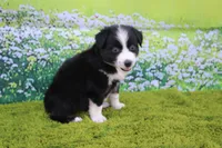 Lucy, a male Australian Shepherd for sale in Fair Play, MO – 2 of 5