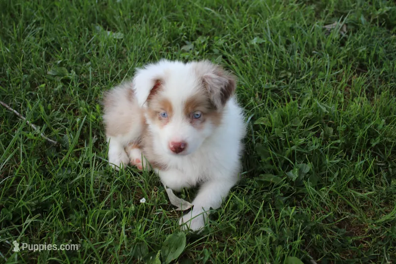 Seth – Australian Shepherd puppy for sale in Fair Play, MO