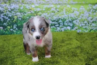 Loki, a male Australian Shepherd for sale in Fair Play, MO – 2 of 5