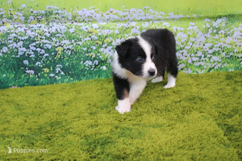 Levi – Australian Shepherd puppy for sale in Fair Play, MO