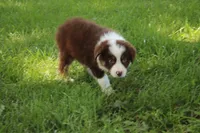 Serena, a female Australian Shepherd for sale in Fair Play, MO – 2 of 10