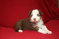 Reggie, a male Australian Shepherd for sale in Fair Play, MO – Photo 6 of 10