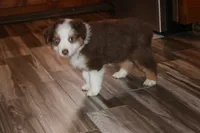 Reggie, a male Australian Shepherd for sale in Fair Play, MO – Photo 2 of 10