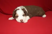 Reggie, a male Australian Shepherd for sale in Fair Play, MO – Photo 5 of 10