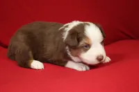 Reggie, a male Australian Shepherd for sale in Fair Play, MO – Photo 8 of 10