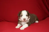 Reggie, a male Australian Shepherd for sale in Fair Play, MO – Photo 7 of 10