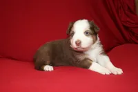 Reggie, a male Australian Shepherd for sale in Fair Play, MO – Photo 9 of 10