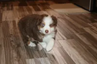 Reggie, a male Australian Shepherd for sale in Fair Play, MO – Photo 4 of 10